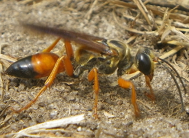 Great Golden Digger Wasp